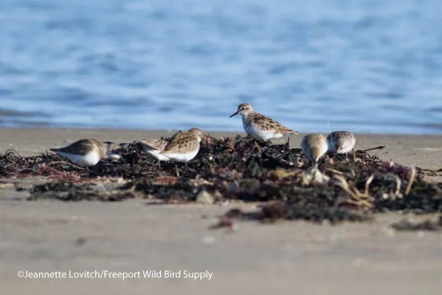 group of Least Sandpiper Birds on shore