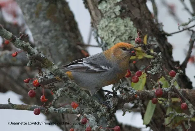 pine grosbeak