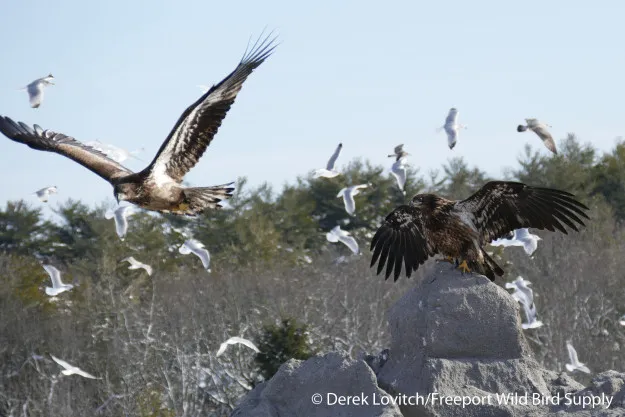 two golden eagles