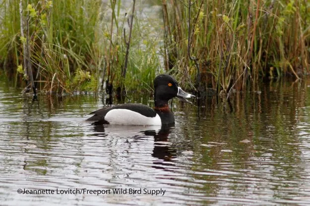 ring-necked duck