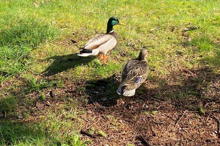 Two ducks standing on grass, one with a green head and the other with brown plumage.