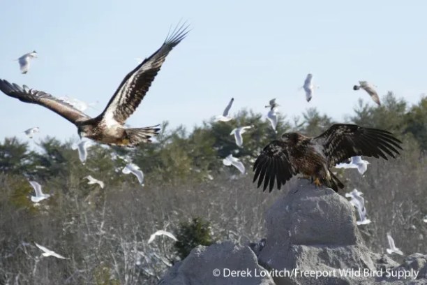Two eagles with outstretched wings among seagulls and trees in the background.