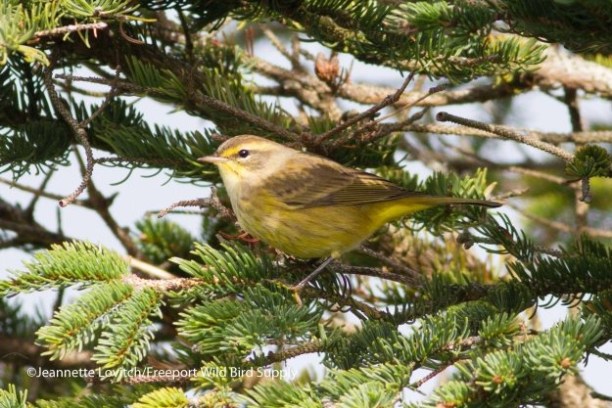 Small yellow bird perched on evergreen tree branch.