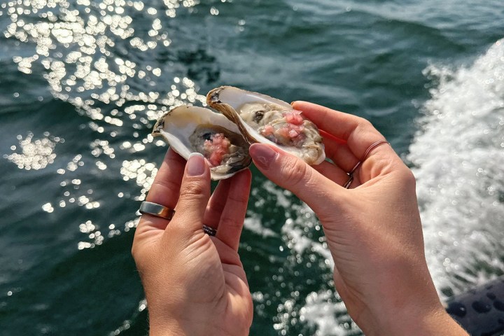 Hands holding oysters over sunlit water.