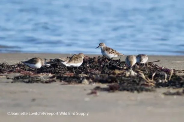 Shorebirds foraging on seaweed along a sandy beach with blue water in the background.