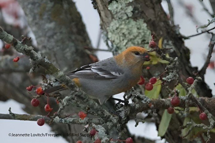 Bird with orange head and gray body on a branch with red berries.